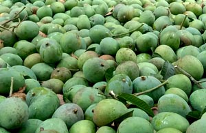 Khirsapat Mango
