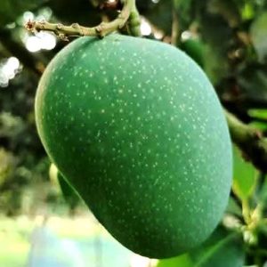 Khirsapat Mango 5kg